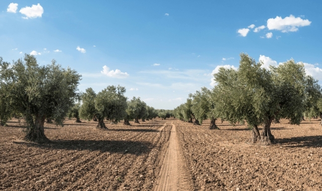 Zeytin güvesine karşı mücadele uyarısı