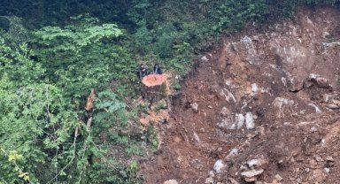 Zonguldak'ta dere ıslahı sırasında 1183 yaşındaki porsuk ağacı kesildi