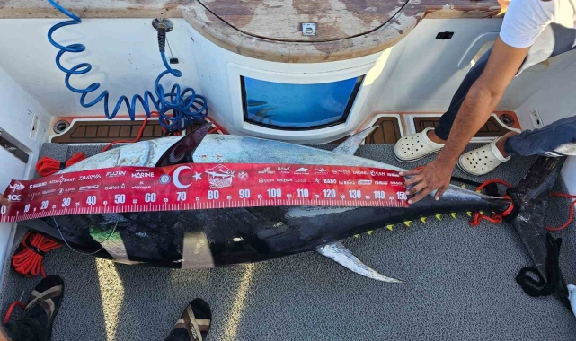 154 kiloluk devasa orkinosu 4 kişi, 1 saatlik mücadeleyle yakalamayı başardı