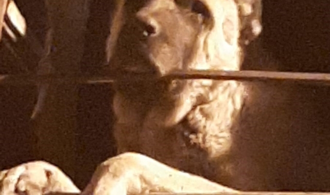 20 gündür kayıp Kangal cinsi köpek harabe binada hapsedilmiş halde bulundu