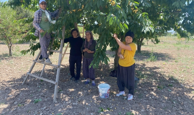 43 yıllık geçim kaynağı olan 'Napolyon' cinsi kirazın hasadına başladı