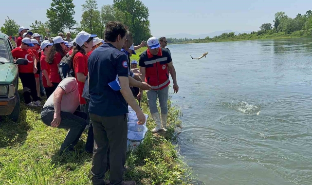 5 bin Mersin balığı Yeşilırmak'a salındı