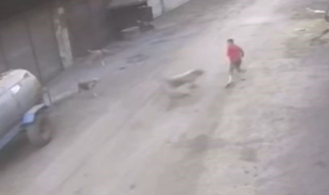 Adana'da 14 yaşındaki çocuk başıboş köpeklerin saldırısına uğradı