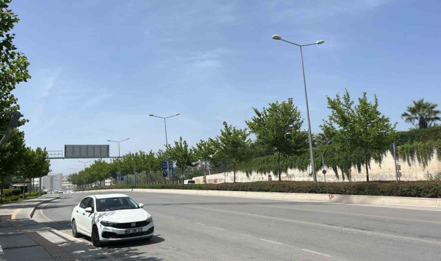 Ağaçlar taşınarak koruma altına alınacak