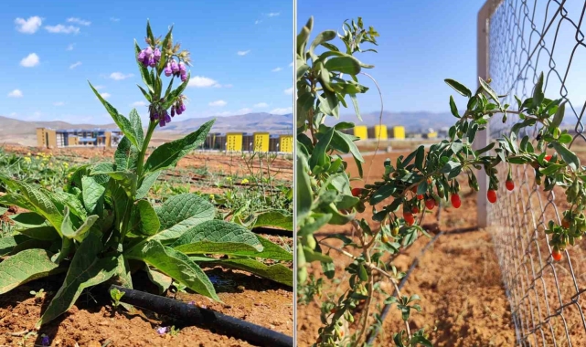 Ahi Evran Üniversitesi'nde tıbbi aromatik bitkilerin ilk hasadı başladı