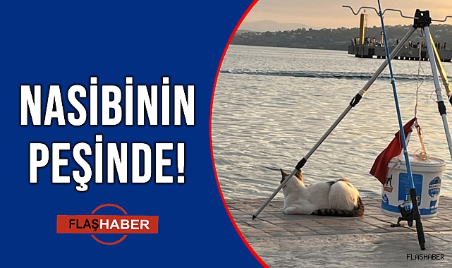 AKILLI KEDİ!