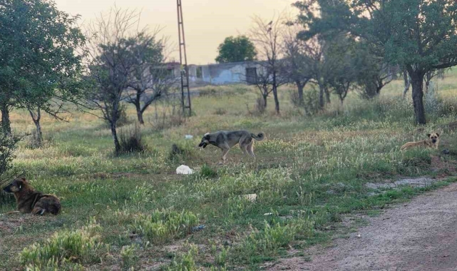Akyurt'ta başıboş köpekler 4 koyunu telef etti