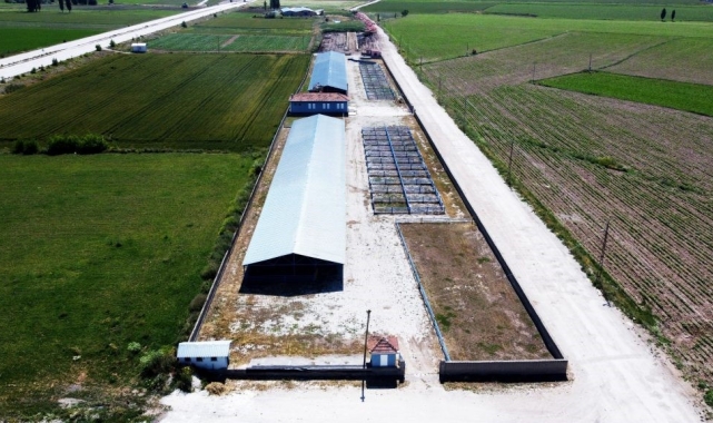 Alaca'da hayvan pazarları bayrama hazırlanıyor