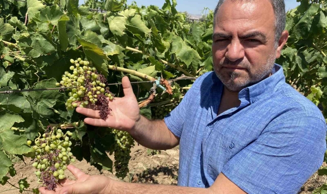 Alaşehir'de aşırı sıcaklar üzüm tanelerini yaktı