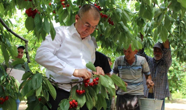 Amasya'da dalları kiraz bastı, rekolte 50 bin ton