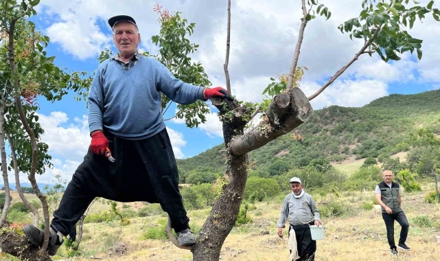 Amasya'da menengiç ormanı aşılamayla 'fıstık' gibi oldu