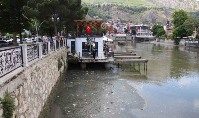 Amasya'da Yeşilırmak Nehri'nde balık ölümleri: Balık tutanlar 'zehirli olabilir' diye uyarıldı