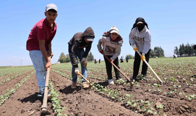 Amik Ovası'nda pamuğun ipliğe yolculuğunda zorlu çapa mesaisi