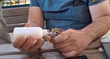 Anne şefkati ile büyütülen yavru sincaplar doğaya salındı