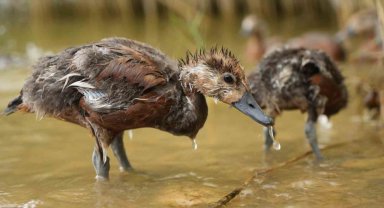 Annelerinin terk ettiği angut yavruları bir aylık gözetim sonrası doğaya salındı