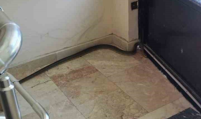 Apartmanda yılan paniği