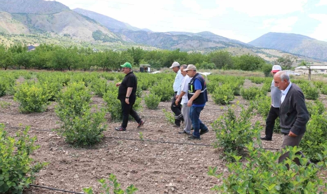 Aronya Erzincan'ı sevdi