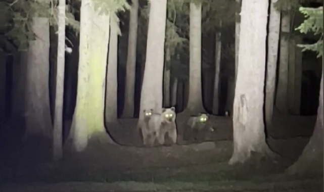 Artvin'de kamp yapan gençlerin boz ayılarla mücadelesi