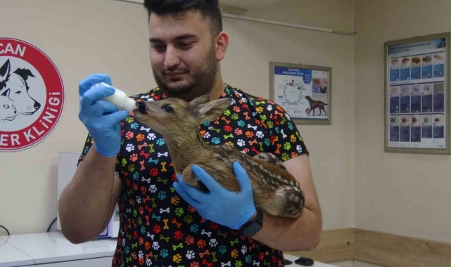Artvin'deki veteriner kliniği evcil hayvanlar dışında yaban hayvanlarına da hizmet veriyor