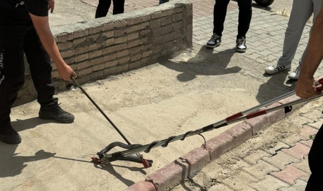 Asansöre girmeye çalışan yılan yakalandı