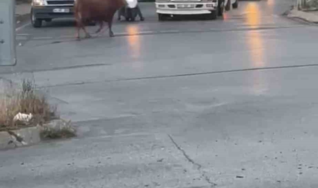 Ataşehir'de kaçan kurbanlık vatandaşlara zor anlar yaşattı