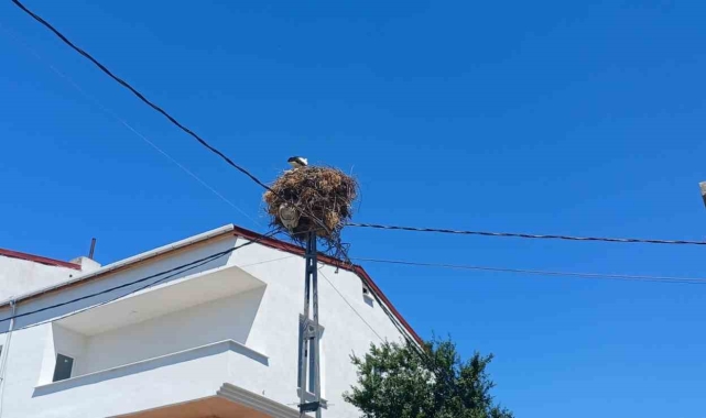 Avcılar'da yıllardır aynı direğe yuva yapan 'Hacı Leylek' mahallenin maskotu oldu