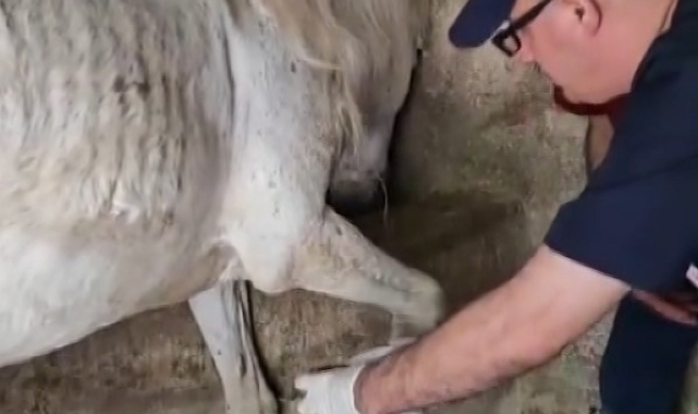 Ayağına çivi batan atın yardıma veteriner hekimler koştu