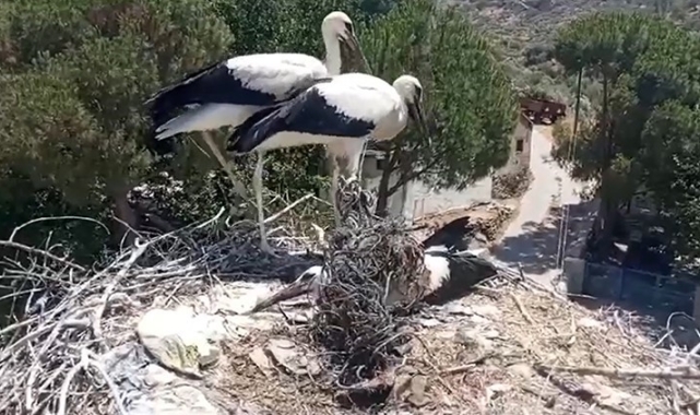 Ayağına ip dolanan leyleği muhtarın dikkati kurtardı