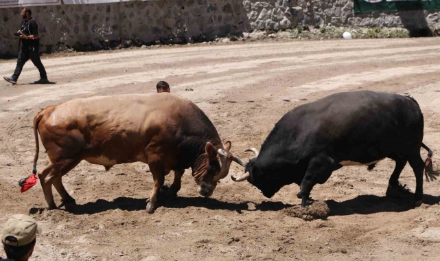 Ayder'de kıyasıya boğa güreşleri