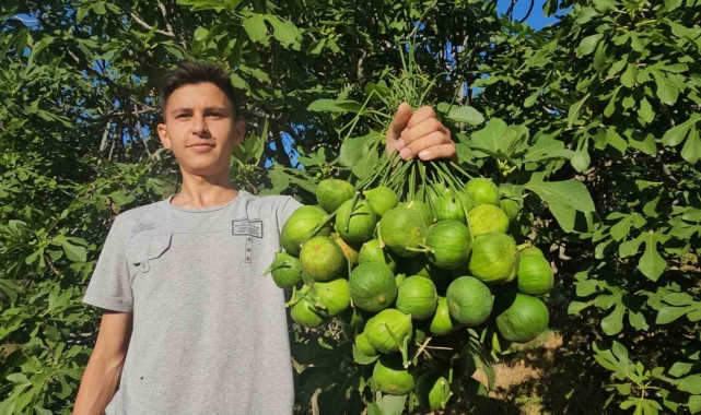 Aydın incirinde 'ilekleme' aralıksız sürüyor