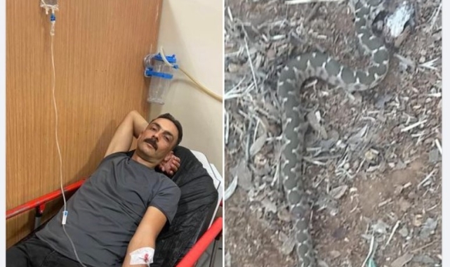 Aydın'da yılanın ısırdığı şahıs hastaneye kaldırıldı