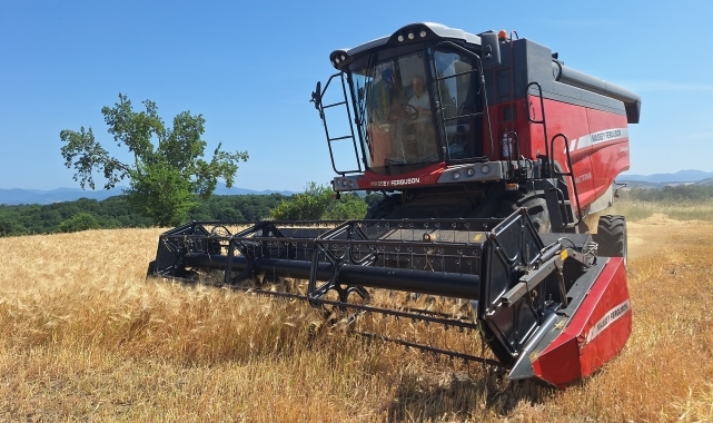 Bafra Ovası&#039;nda 245 bin dekar alanda arpa ve buğday hasadına başlandı