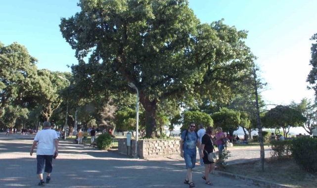 Balıkesir'de tarihi meşe ağaçları koruma altına alındı