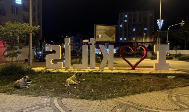 Başıboş köpekler Kilislileri bıktırdı