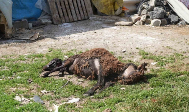 Başıboş sokak hayvanları Arnavutköy'de 2 küçükbaş hayvanı telef etti