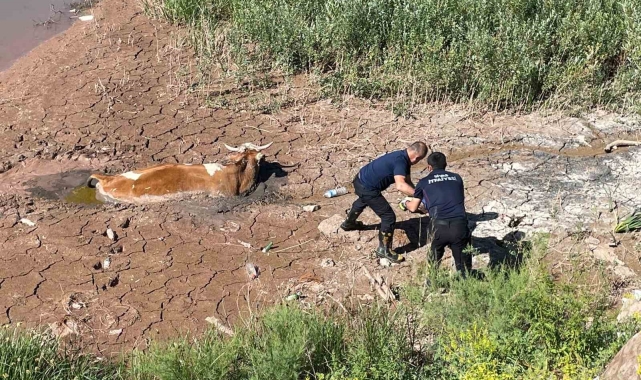 Bataklığa saplanan ineği itfaiye kurtardı