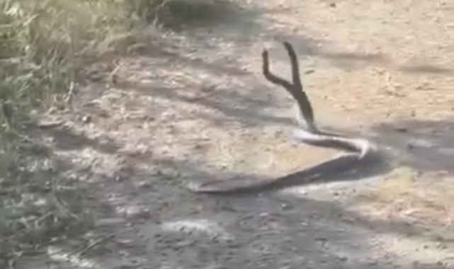 Batman'da yılanların çiftleşme dansı