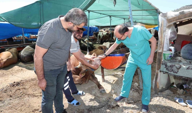 Bayraklı'da Kurban Bayramı'na hazırlıkları