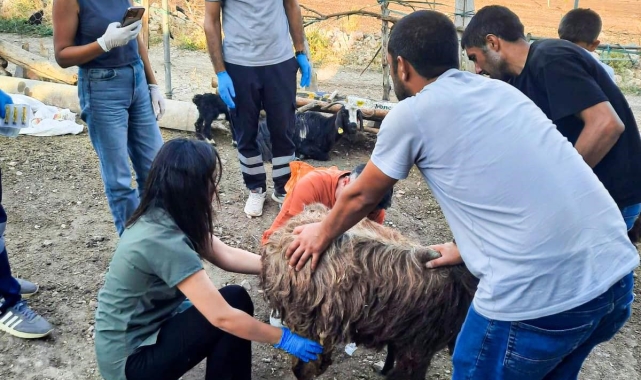 Belediyeden Mardin ve Diyarbakır'a veteriner ve itfaiye desteği