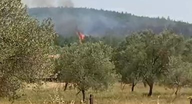 Bergama'da orman yangını