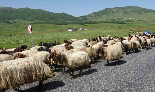 Besicilerin yayla yolculuğu başladı