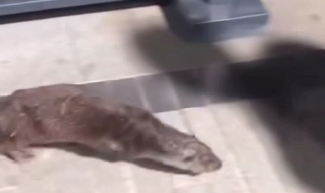 Beykoz'da su samuru görüntülendi