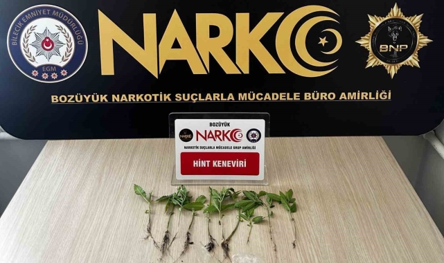 Bilecik'te evinde uyuşturucu yetiştiren şüpheliyi eşi ele verdi