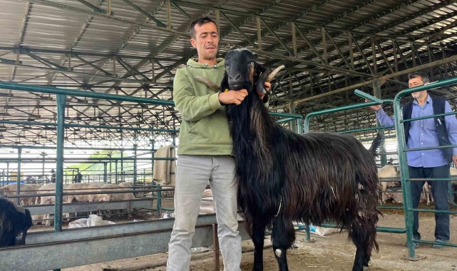 Bu keçi danalara rakip oldu