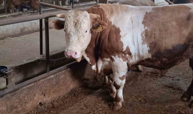 Bu kurbanlığın benzeri çok az, bin 850 kiloluk 'Paşa' yeni sahibini bekliyor