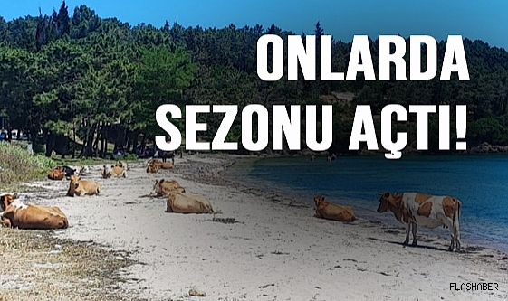 BU MANZARAYI GÖRÜYORSANIZ SİNOP'TASINIZ DEMEKTİR!