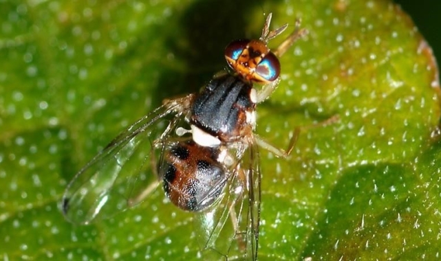 Buharkentli zeytincilere 'ilaçlama' çağrısı