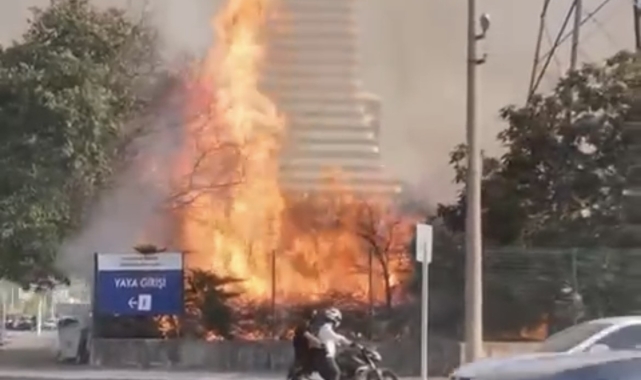 Bursa'da AVM bahçesinde yangın: Ağaçlık alan alev alev yandı