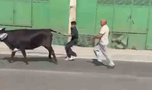 Bursa'da kaçan kurbanlıklar ortalığı birbirine kattı