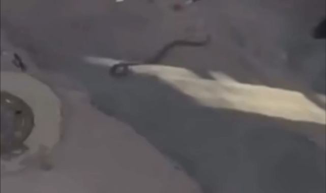 Bursa'da yılan paniği kamerada